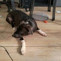 Nala meticcio di un'anno e mezzo