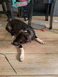 Nala meticcio di un'anno e mezzo