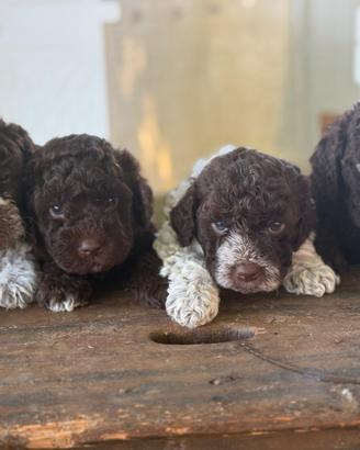 Lagotto Romagnolo