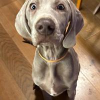 Splendidi cuccioli di Weimaraner