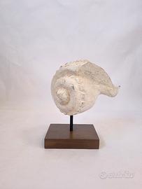 Scultura conchiglia