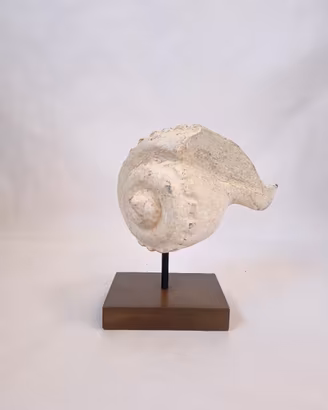 Scultura conchiglia