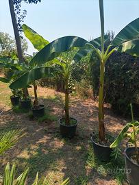 Banani
