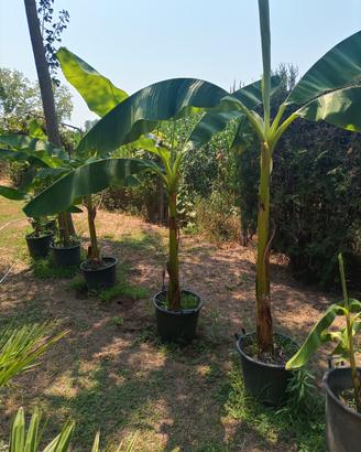 Banani