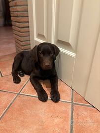 Cucciolo di labrador maschio colore cioccolato