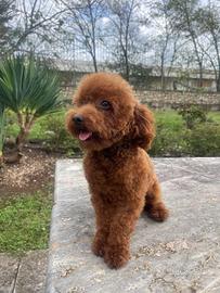 Accoppiamento barboncino Toy - maschio disponibile