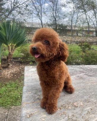 Accoppiamento barboncino Toy - maschio disponibile