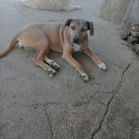 Cane corso