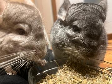 Cincillà Maschi 4 mesi + gabbia