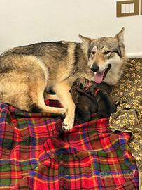 Cane lupo cecoslovacco