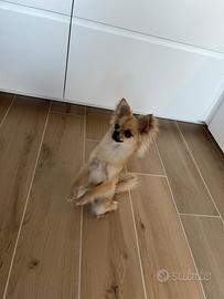 Chihuahua