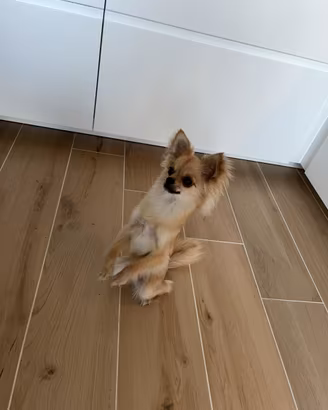 Chihuahua