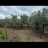Terreno oliveto vigneto