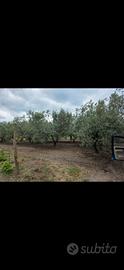 Terreno oliveto vigneto