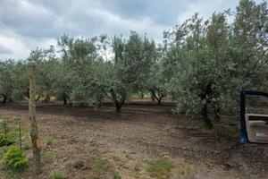 Terreno oliveto vigneto