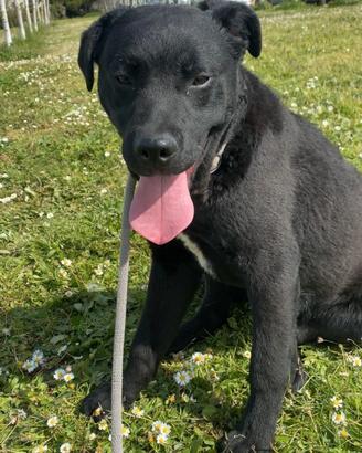 Cuccioli 8 mesi simil labrador in adozione