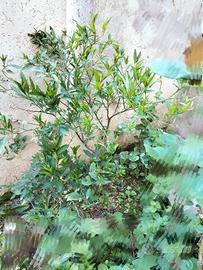 pianta bacca rossa solanum verde giardino