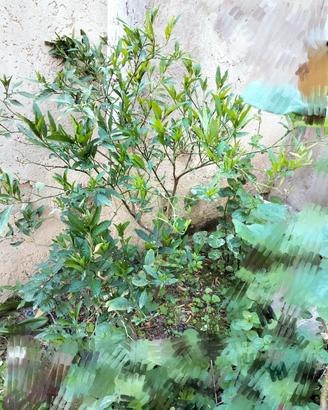 pianta bacca rossa solanum verde giardino