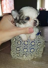 Chihuahua