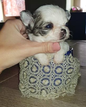 Chihuahua