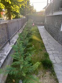 Cipressi da giardino