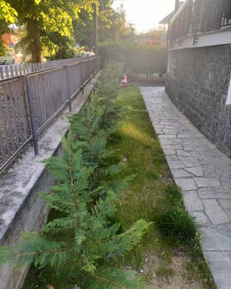 Cipressi da giardino