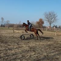 Cavallo