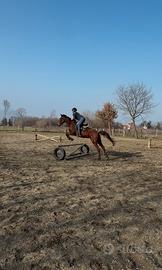 Cavallo