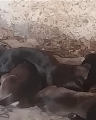 Cuccioli Pitbull / Rottweiler