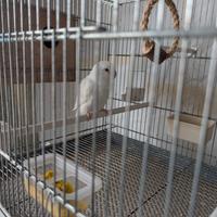 Inseparabili Roseicollins coppia