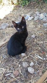 Gattini