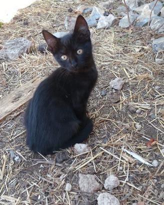 Gattini