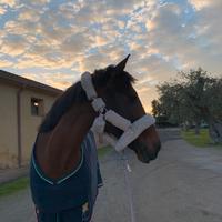 Pony sella Francese