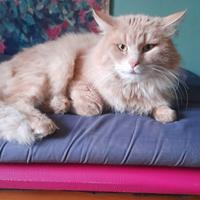 Fattrici e stallone siberiani