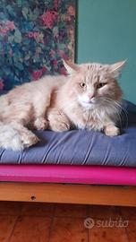 Fattrici e stallone siberiani