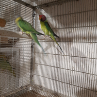 Coppia parrochetti testa di prugna