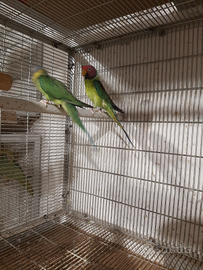 Coppia parrochetti testa di prugna