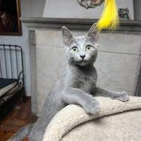 Blu di Russia gattini