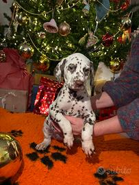 Cuccioli di Dalmata