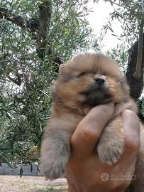 Spitz