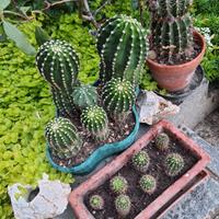 piantine e aloe
