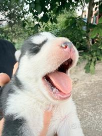 Cuccioli Siberian Husky