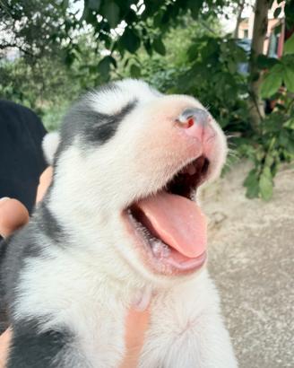 Cuccioli Siberian Husky