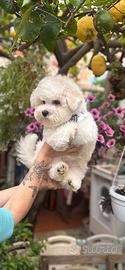 Cucciolo di Bichon Frise maschio