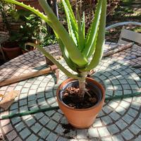 aloe vera