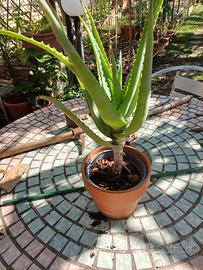 aloe vera