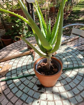 aloe vera