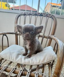Chihuahua pelo lungo lilac maschio piccolissimo