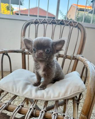 Chihuahua pelo lungo lilac maschio piccolissimo