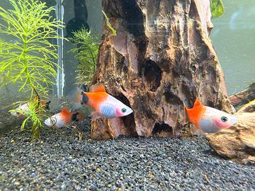 6 Platy Mickey Mouse (1 Maschio, 5 Femmine)